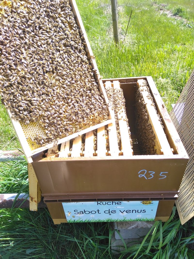 La ruche Sabot de venus