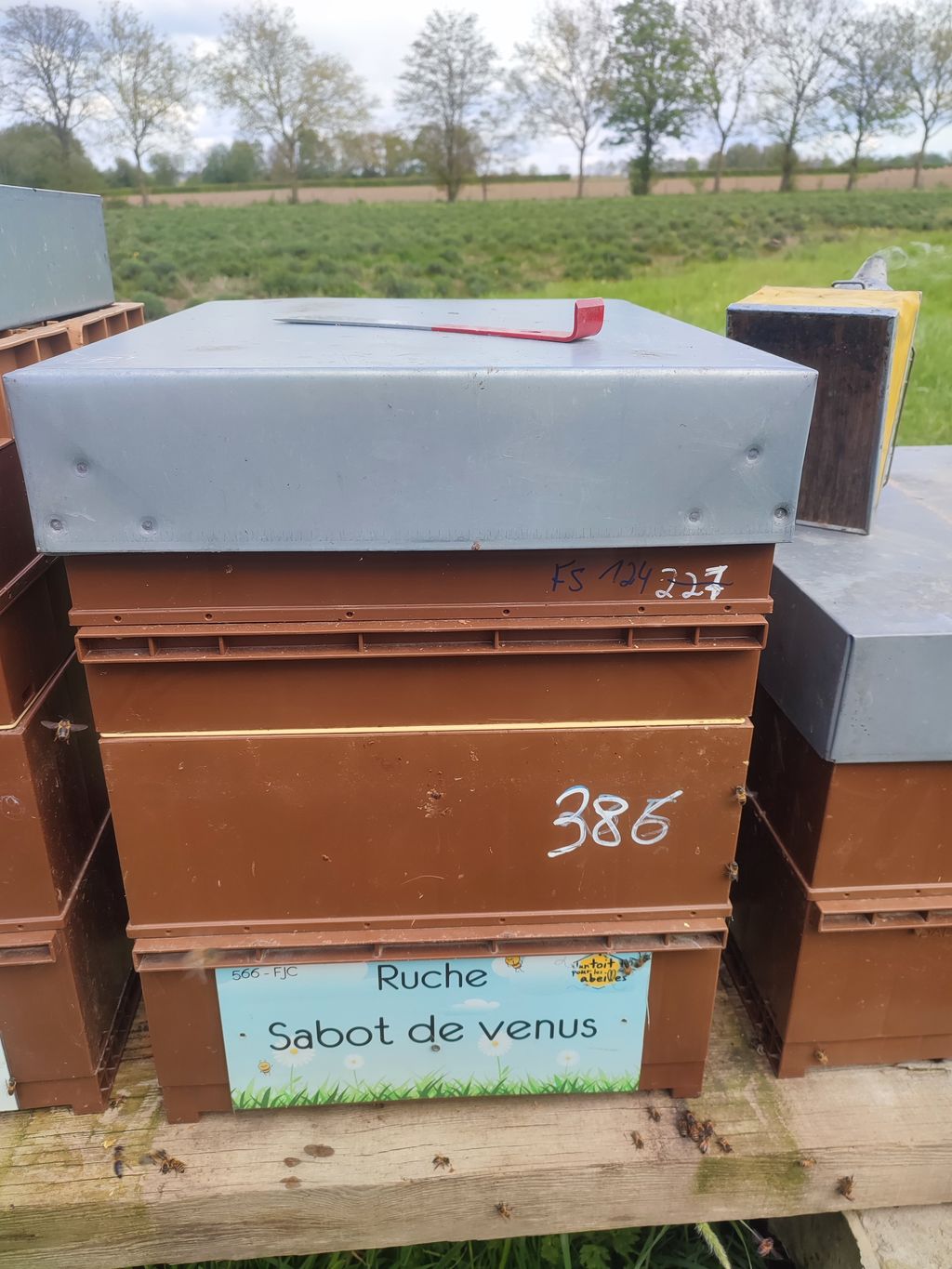 La ruche Sabot de venus