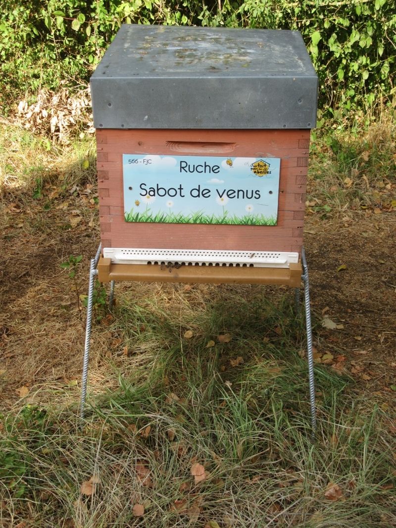 La ruche Sabot de venus