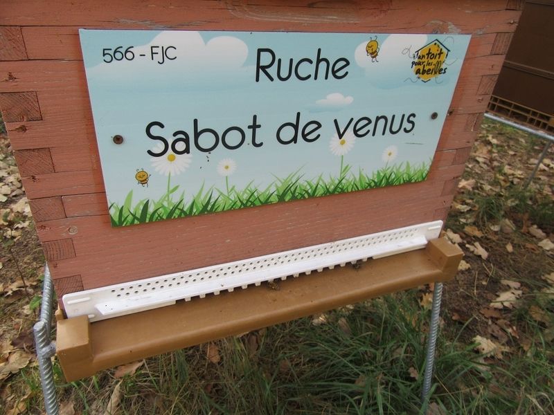 La ruche Sabot de venus