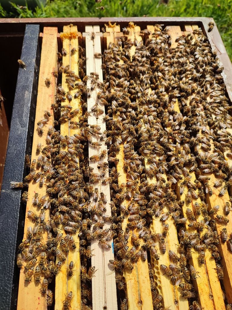 La ruche Sabot de venus