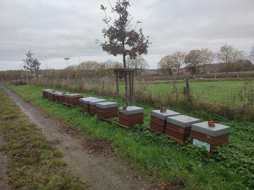 La ruche Sabot de venus