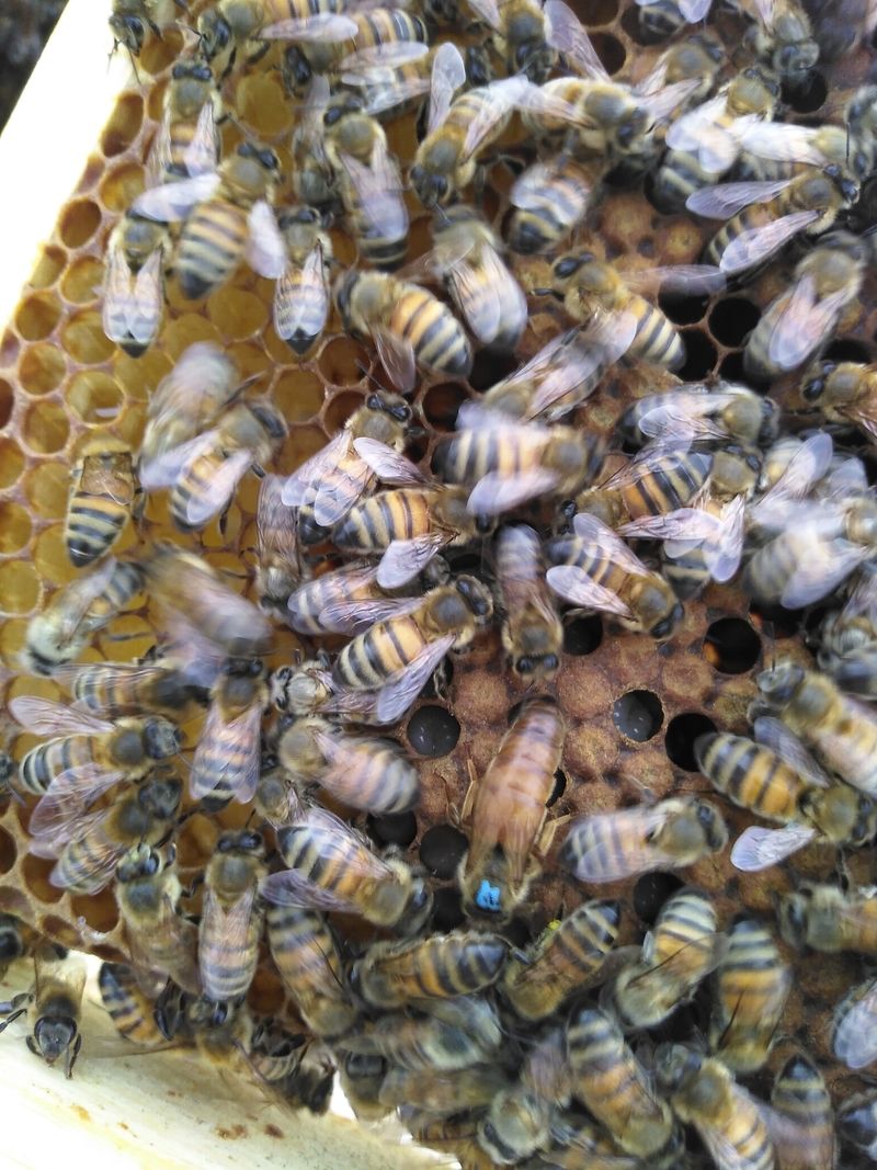 La ruche Sabot de venus