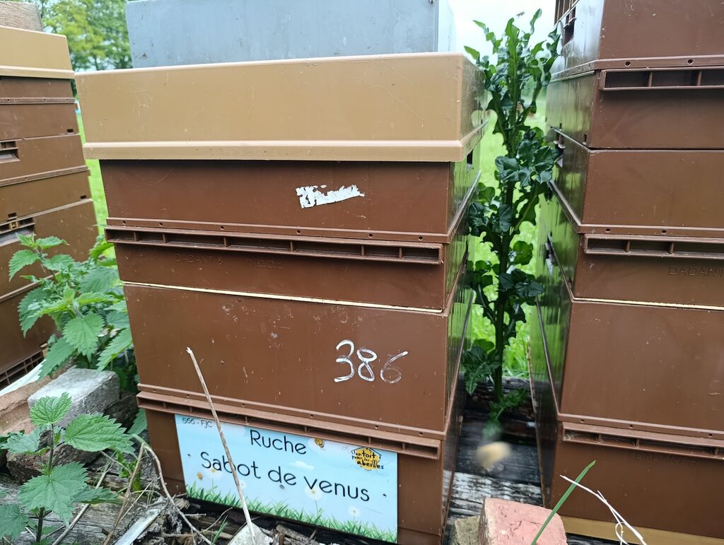 La ruche Sabot de venus