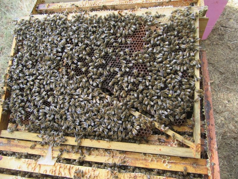 La ruche Sabot de venus