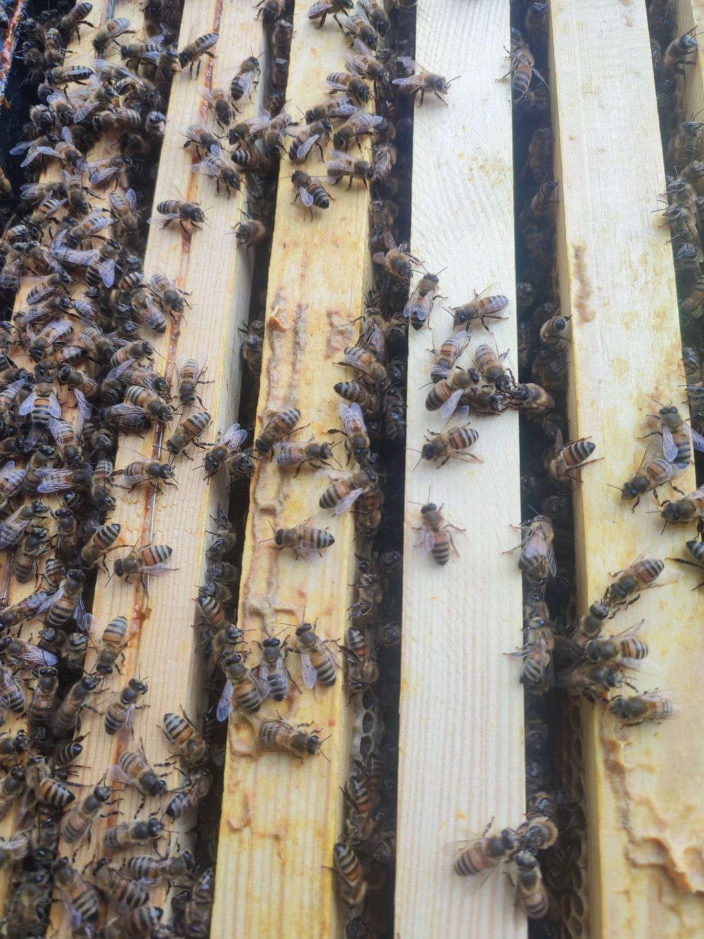 La ruche Sabot de venus