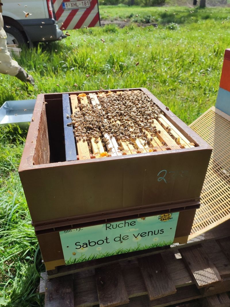 La ruche Sabot de venus