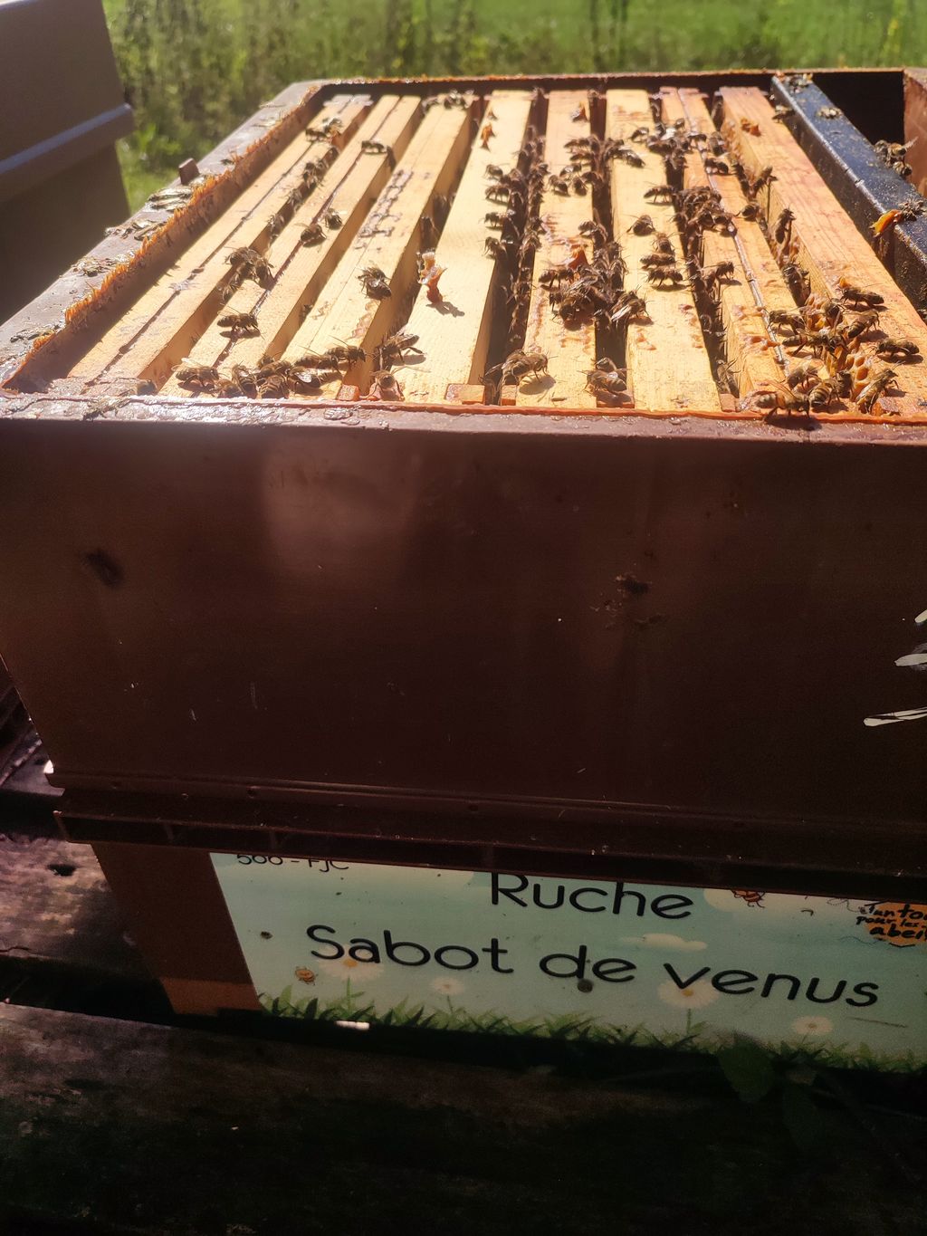 La ruche Sabot de venus