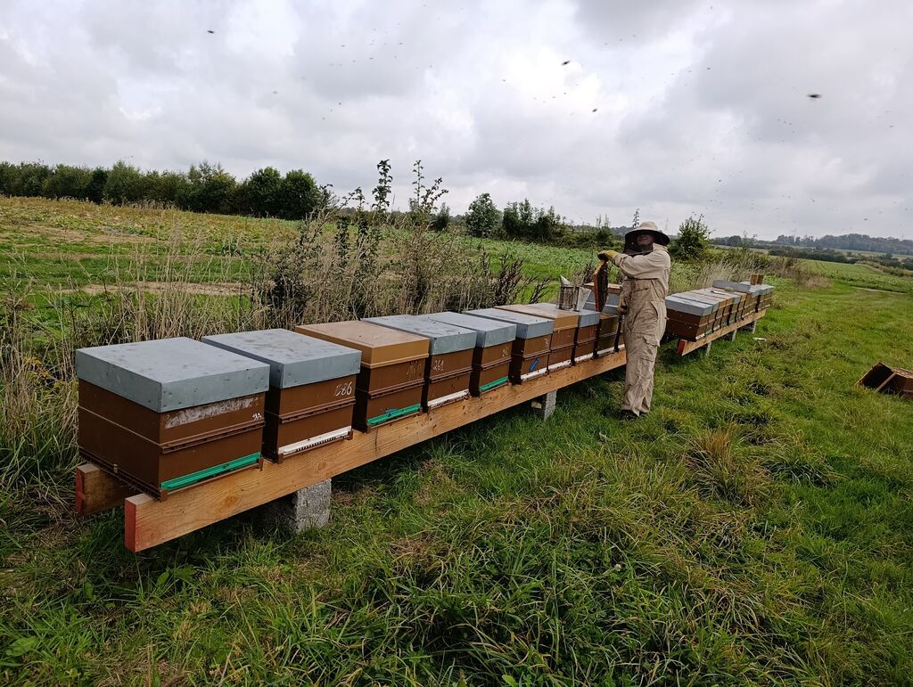 La ruche Sabot de venus