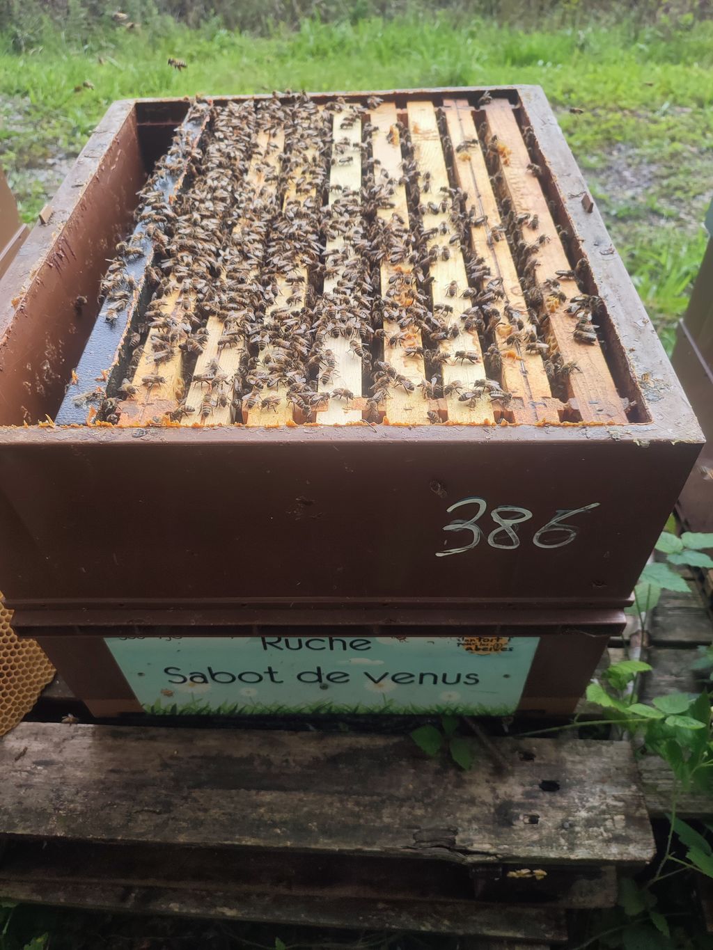La ruche Sabot de venus