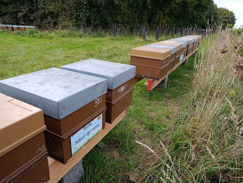 La ruche Sabot de venus