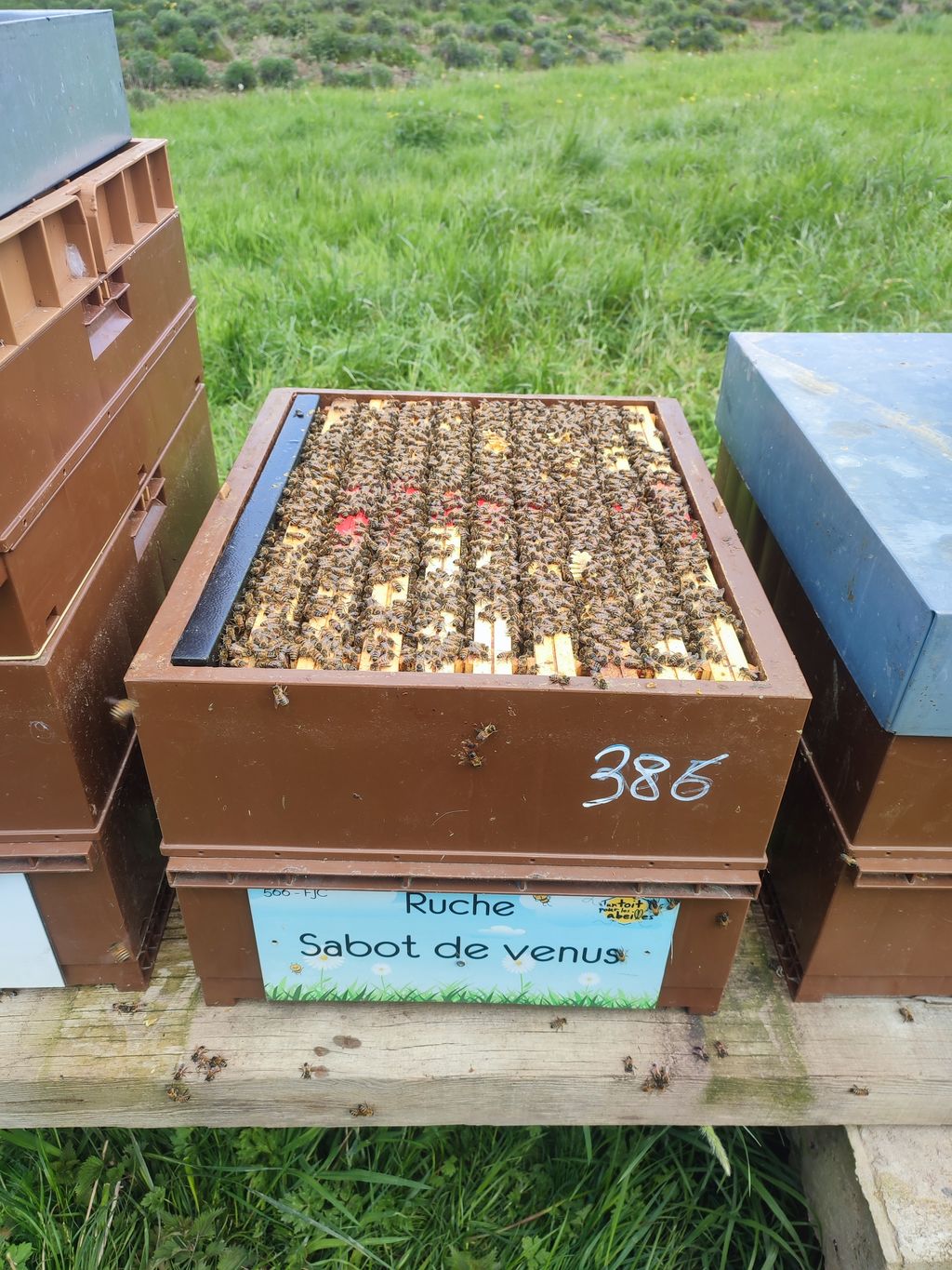 La ruche Sabot de venus
