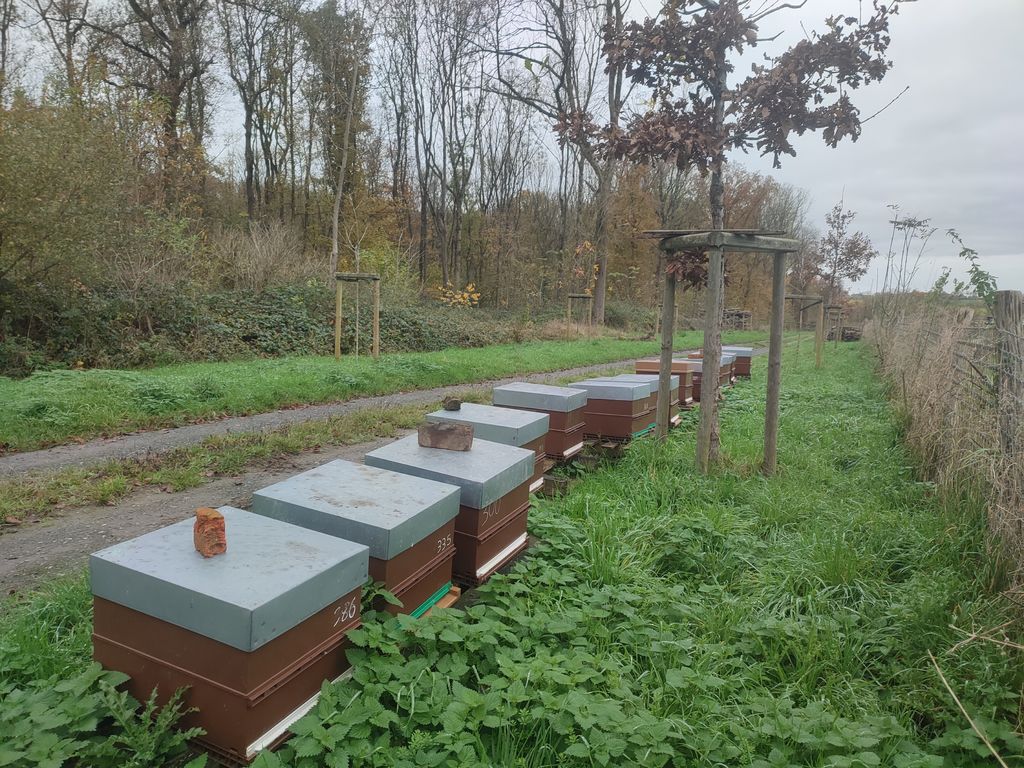 La ruche Sabot de venus