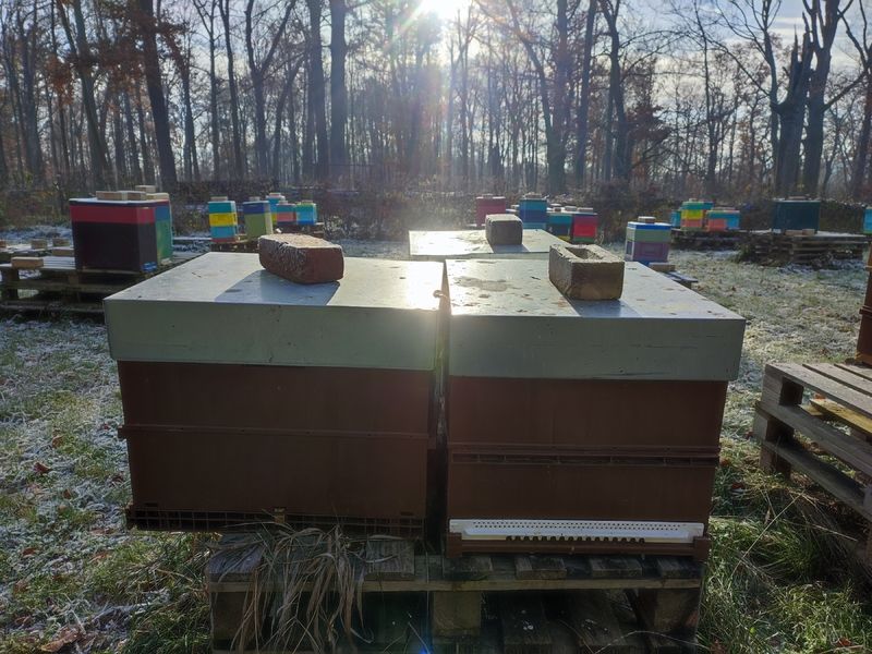 La ruche Sabot de venus