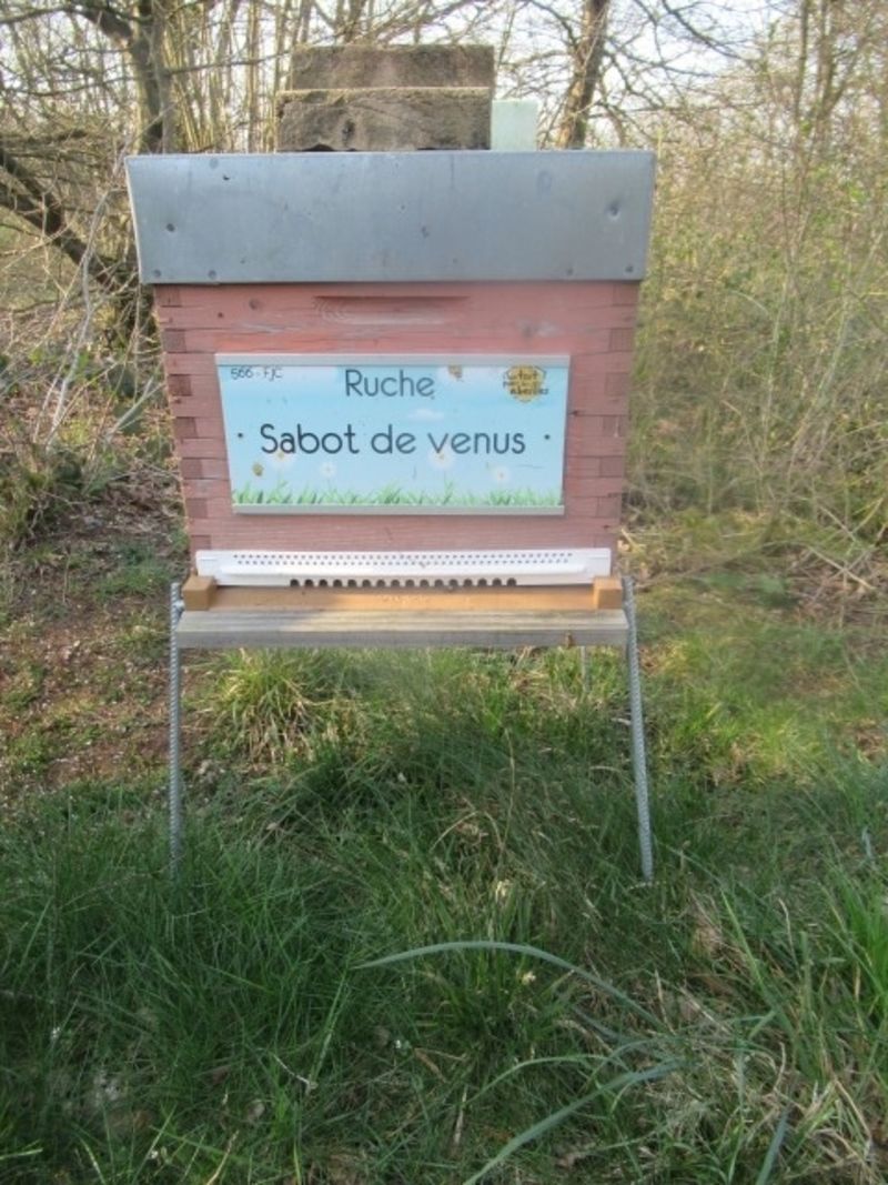La ruche Sabot de venus
