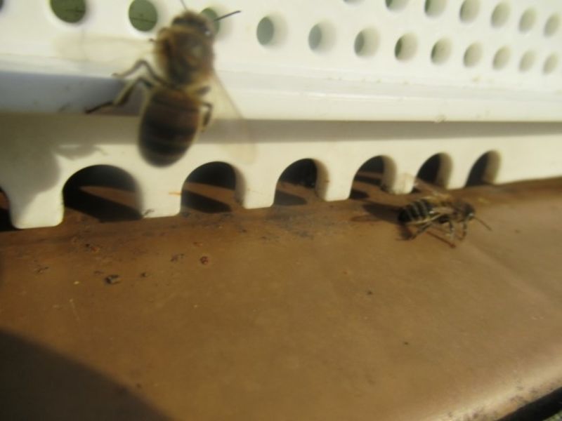 La ruche Sabot de venus