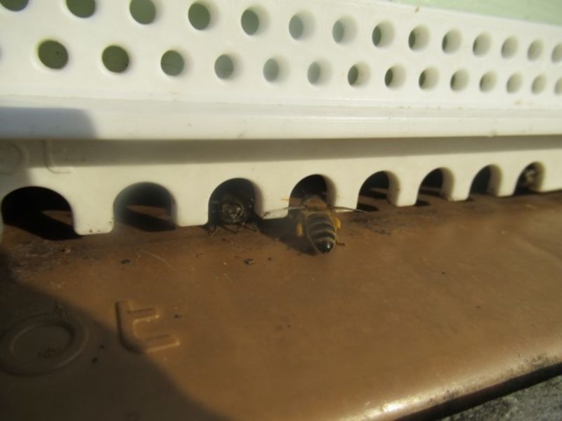 La ruche Sabot de venus