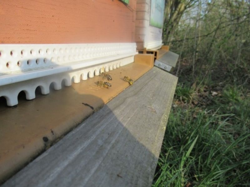 La ruche Sabot de venus