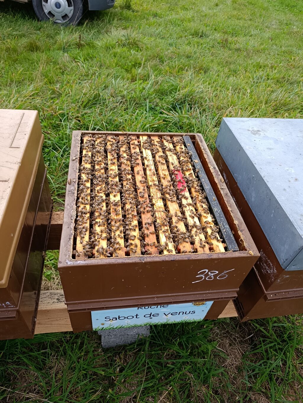 La ruche Sabot de venus