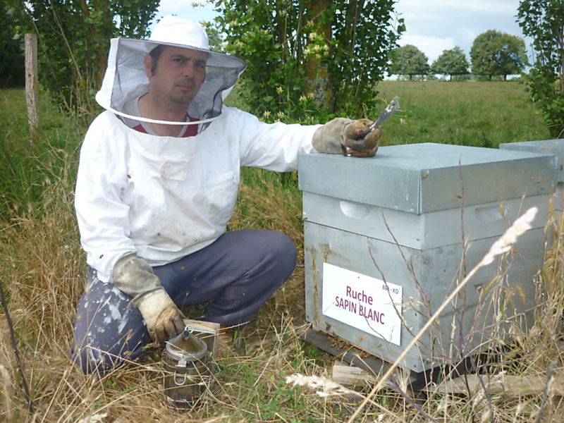La ruche Sapin blanc