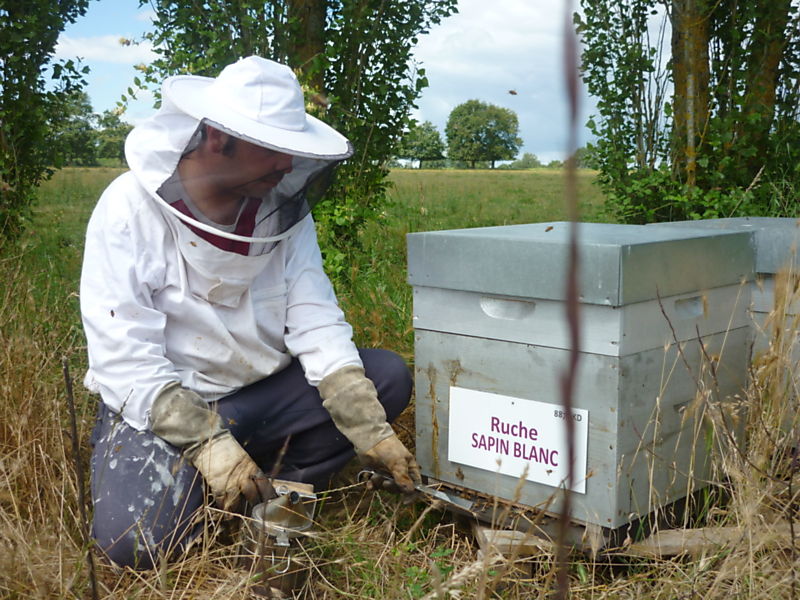 La ruche Sapin blanc