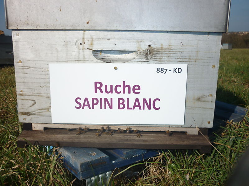 La ruche Sapin blanc