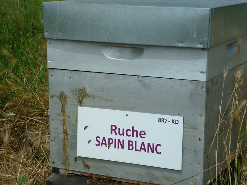 La ruche Sapin blanc