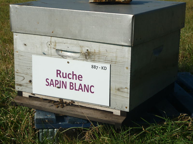 La ruche Sapin blanc