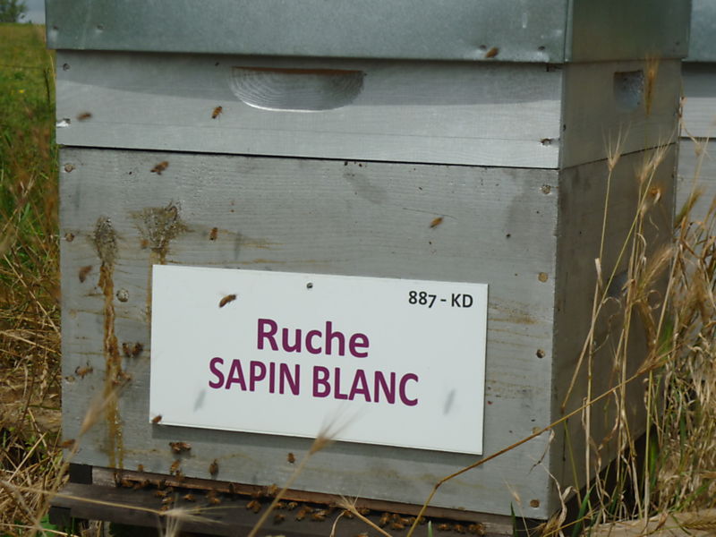 La ruche Sapin blanc