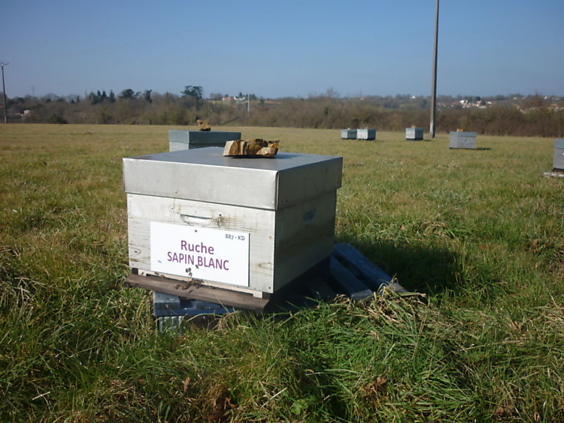 La ruche Sapin blanc
