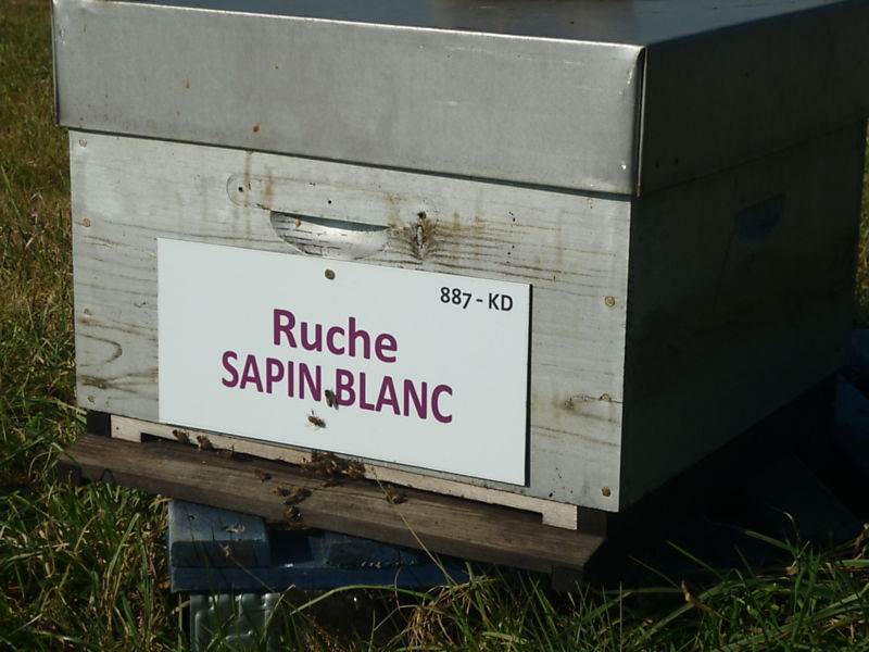 La ruche Sapin blanc