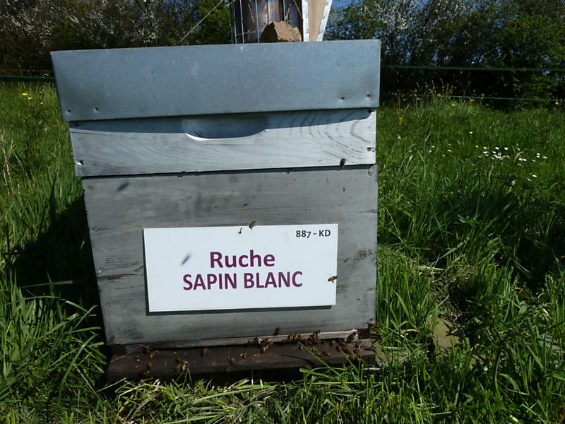 La ruche Sapin blanc