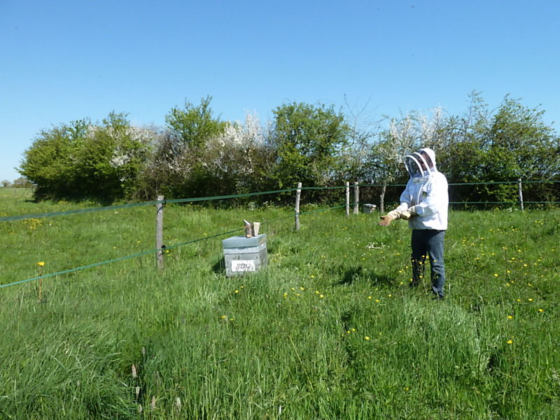 La ruche Sapin blanc