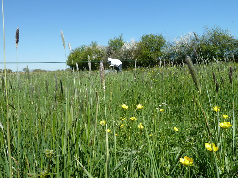 La ruche Sapin blanc