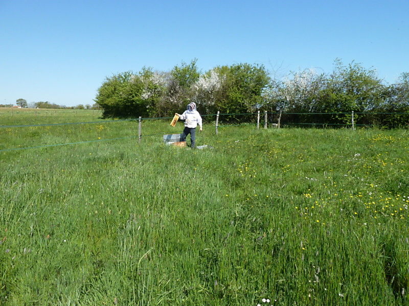 La ruche Sapin blanc
