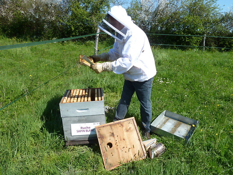 La ruche Sapin blanc
