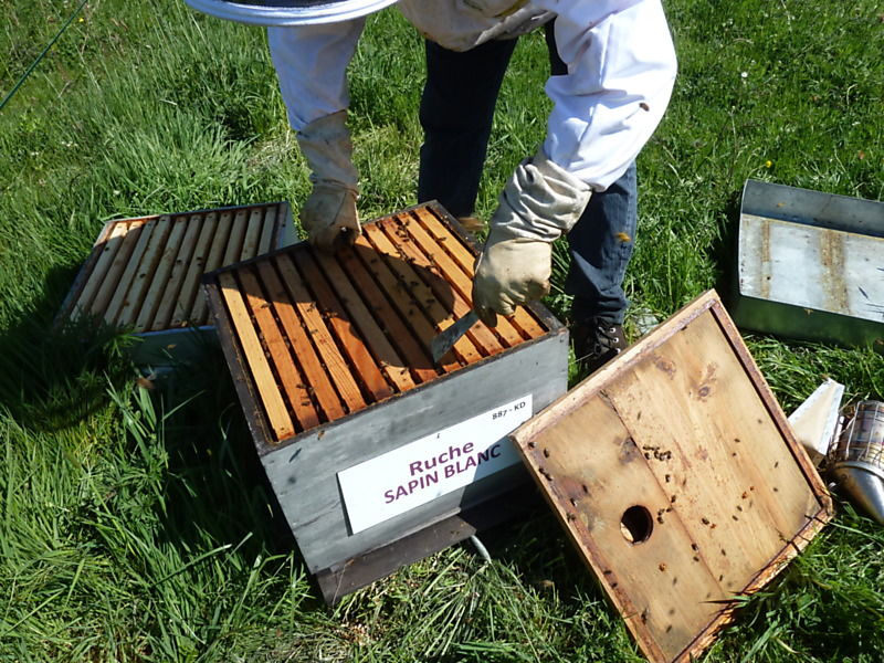 La ruche Sapin blanc