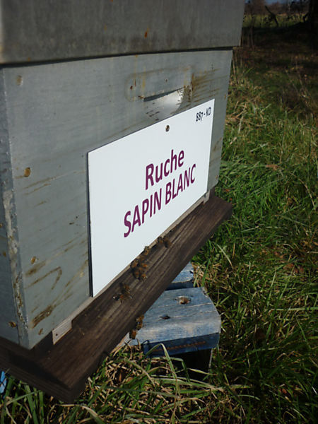 La ruche Sapin blanc