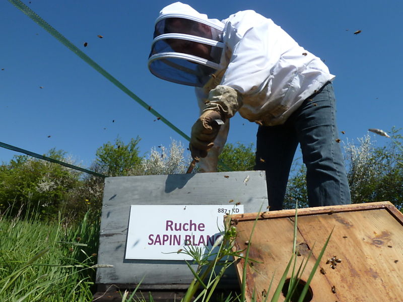 La ruche Sapin blanc