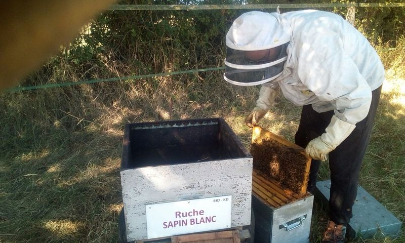 La ruche Sapin blanc