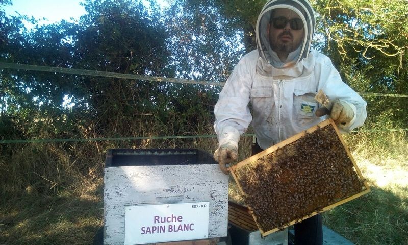 La ruche Sapin blanc