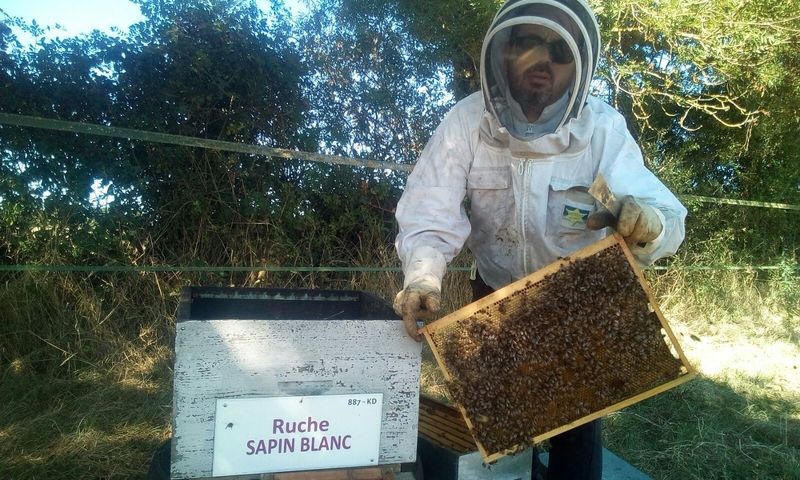 La ruche Sapin blanc