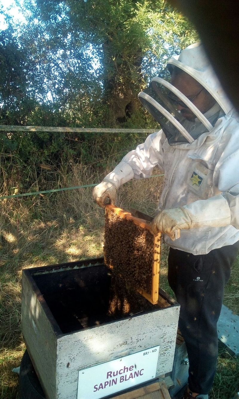 La ruche Sapin blanc
