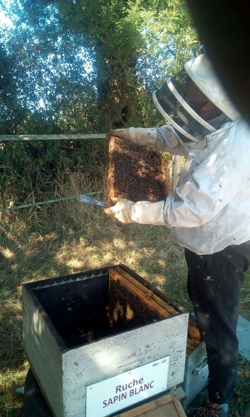 La ruche Sapin blanc