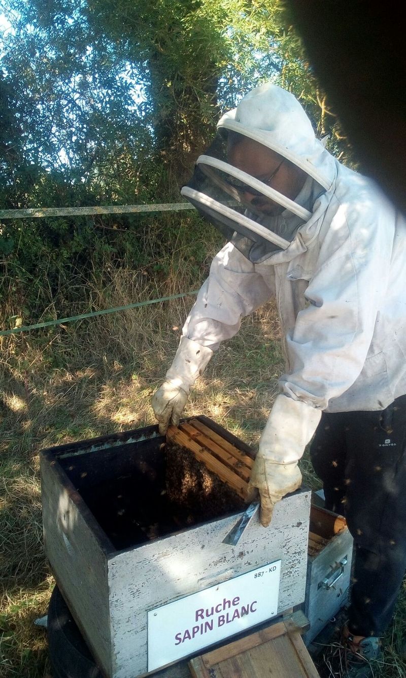 La ruche Sapin blanc