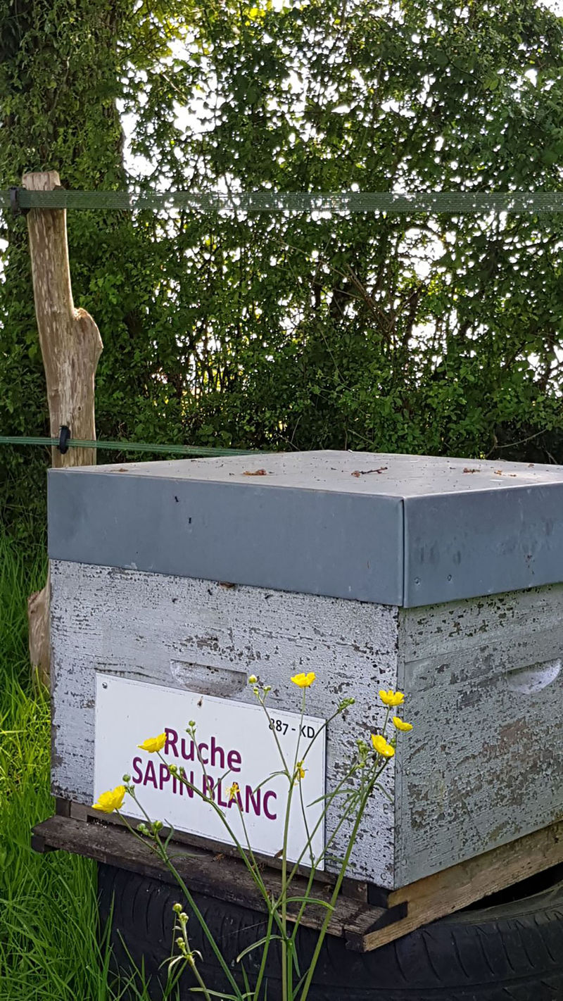 La ruche Sapin blanc