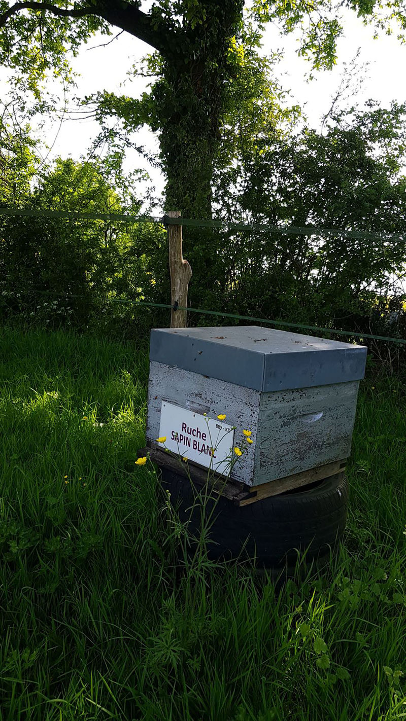 La ruche Sapin blanc