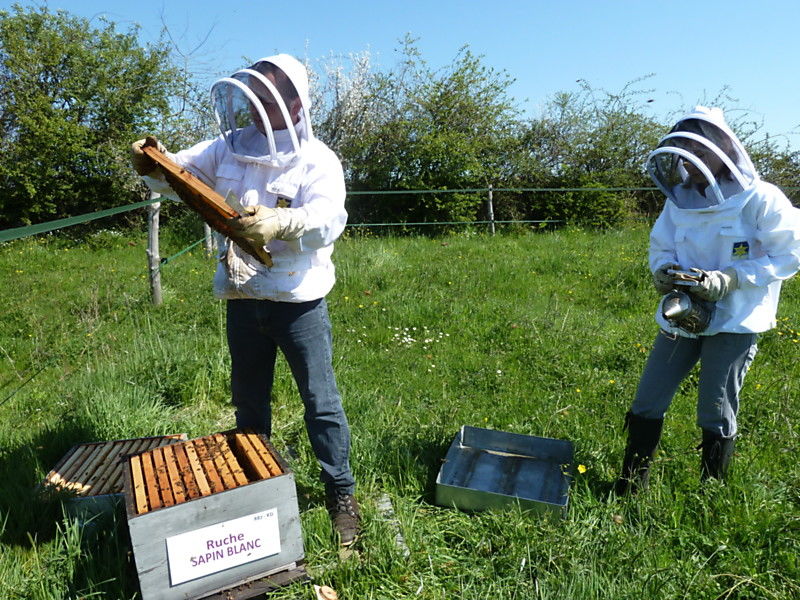 La ruche Sapin blanc