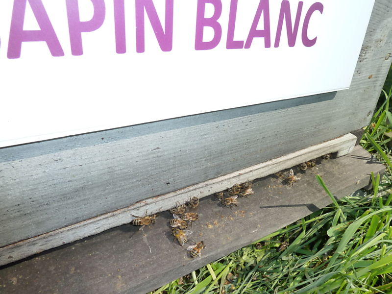 La ruche Sapin blanc