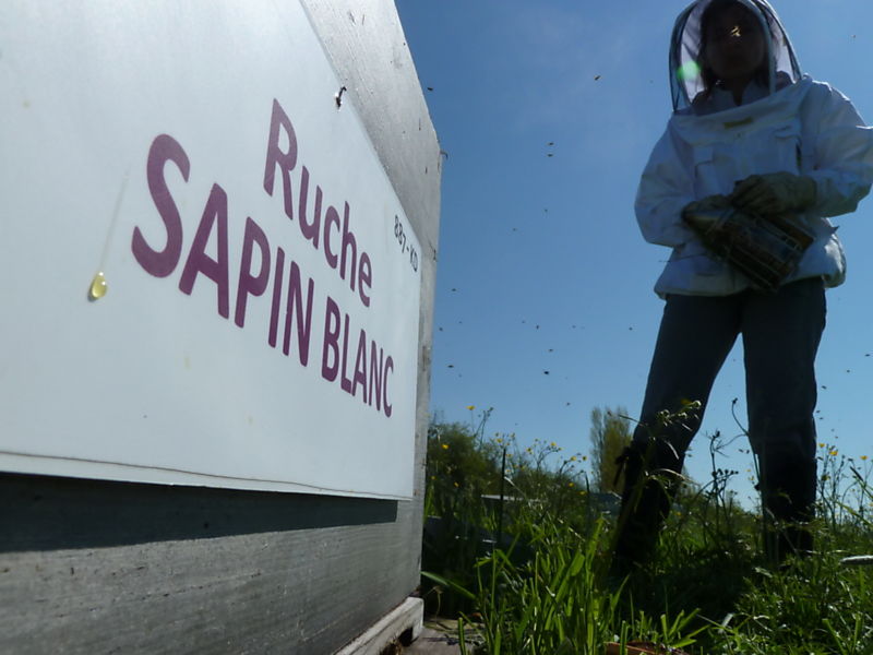 La ruche Sapin blanc